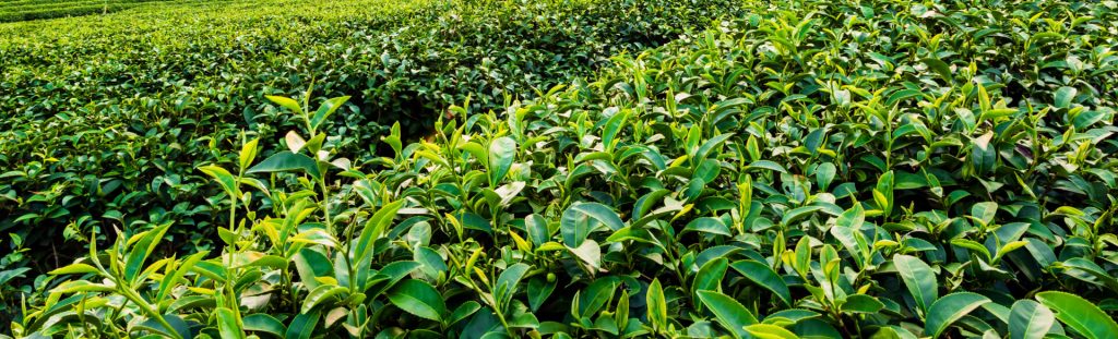 La gestion intégrée de la fertilité des sols : une clé pour l’agriculture durable