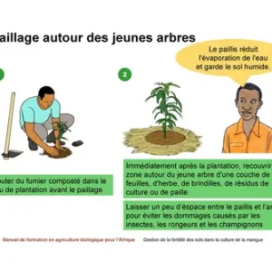 Gestion intégré de la fertilité des sols