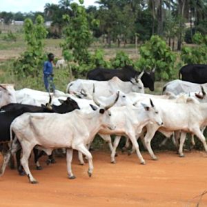 Suivi technique d’une ferme d’élevage de bovins, ovins et caprins