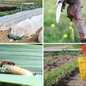 Formation: Gestion biologique et intégrée des ravageurs des cultures
