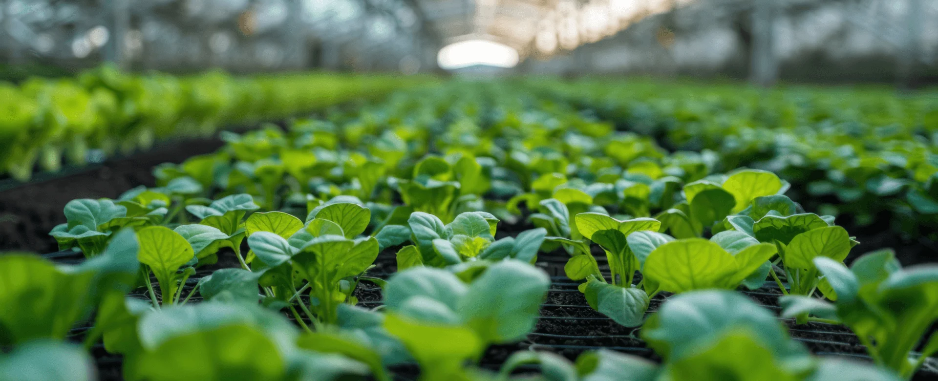 Jeunes plants en pépinière, photographie utilisée par Agrovision BE